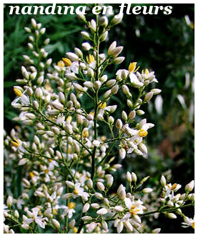 nandina en fleurs