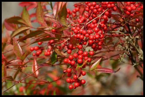 le nandina et ses baies