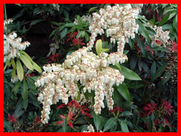 pieris-andromede( fleurs)