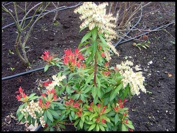 pieris-du-japon