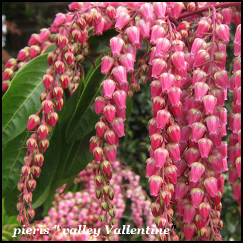 pieris-valley-valentine