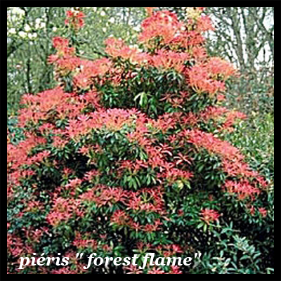 pieris_japonica_forest_flam
