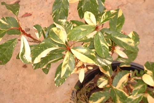 photinia-davidiana