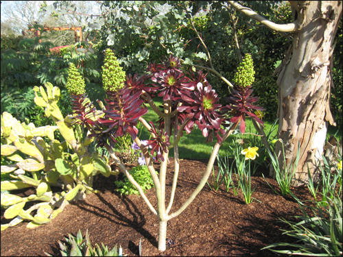 aeonium-en-fleurs