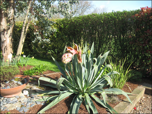 agave-en-fleur