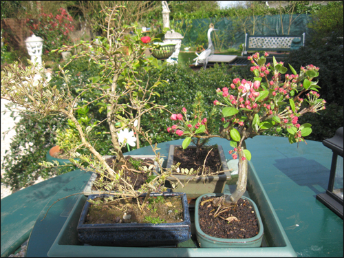 mon-prunus-malus-bonsai