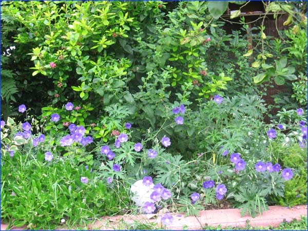 geranium-johnson-blue