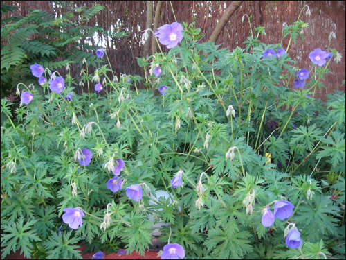 geraniums-johnson-blue