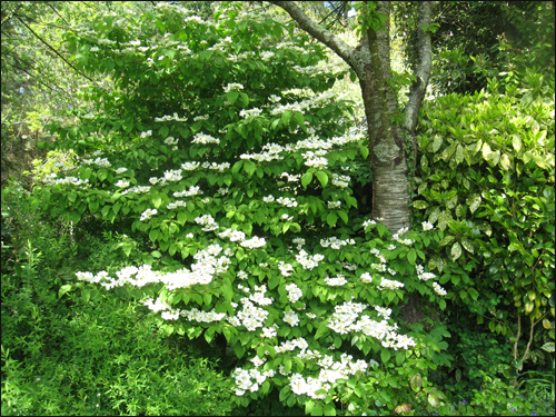 viburnum-mariesi