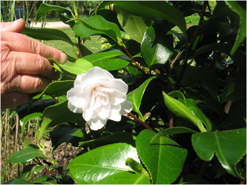 camelia-dona-herekia