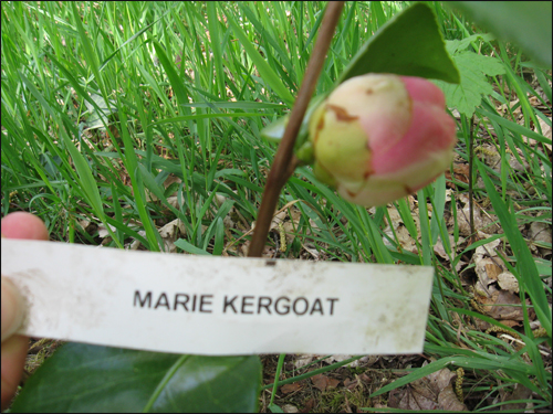 camelia-marie-kergoat