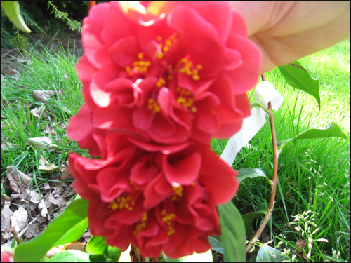 camelia-maroon-and-gold