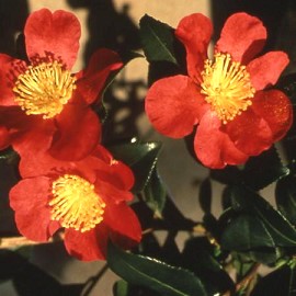 camelia-yuletide-stervinou