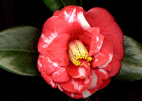 camelia