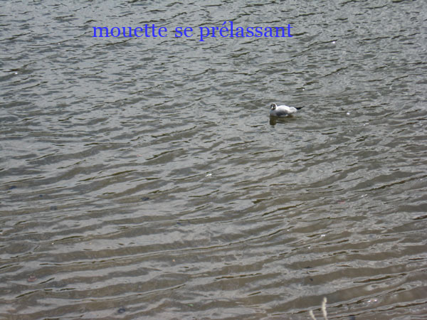 mouette-se-prelassant