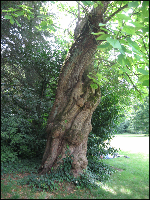 arbre-centenaire