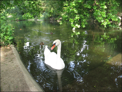 cygne