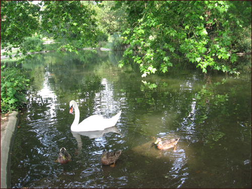 cygnes