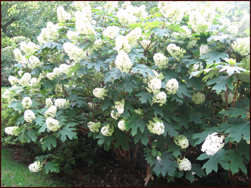 hydrangea-feuille-de-chene