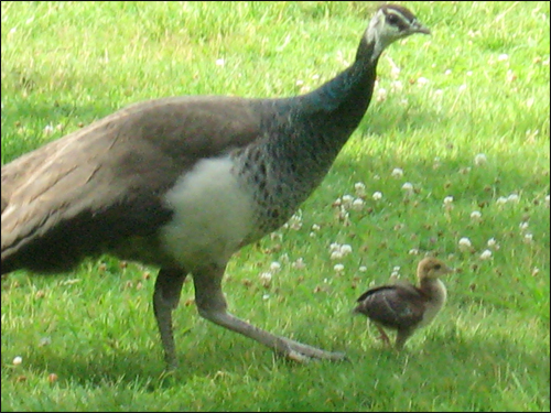 maman-et-son-petit-paon