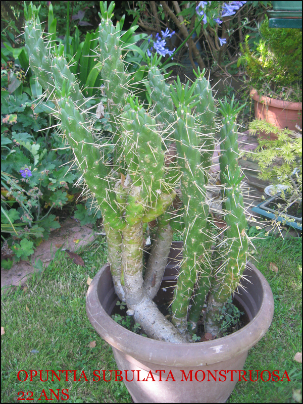 mon-opuntia-2010