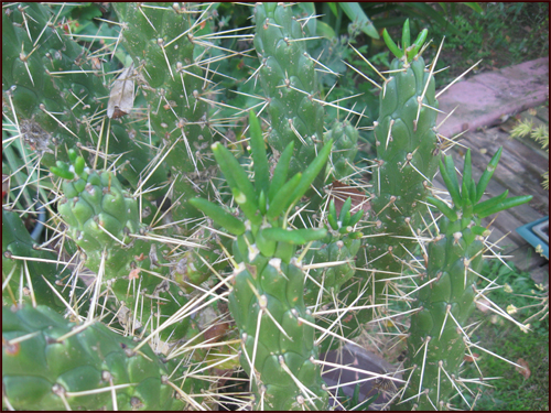 opuntia-monstruosa