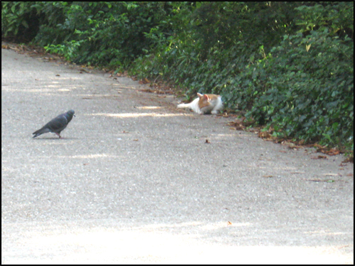 pigeon-et-chat