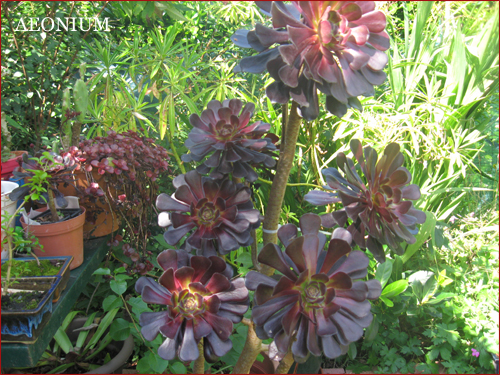 aeonium-2010