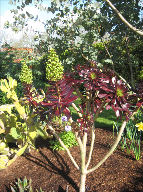 aeonium-en-fleur