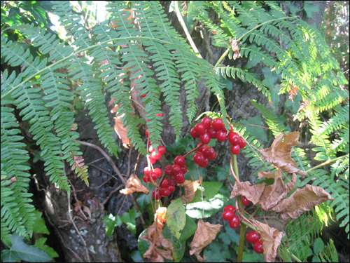 boules-rouges