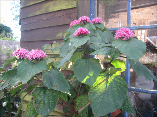 clerodendron