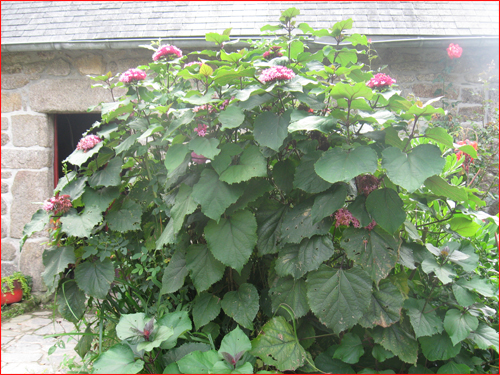 clerodendrons