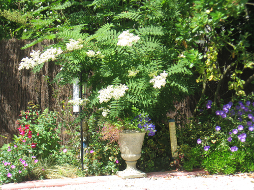 filipendula