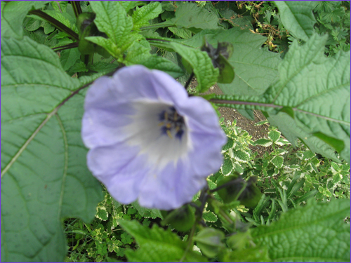 fleur-bleue-inconnue