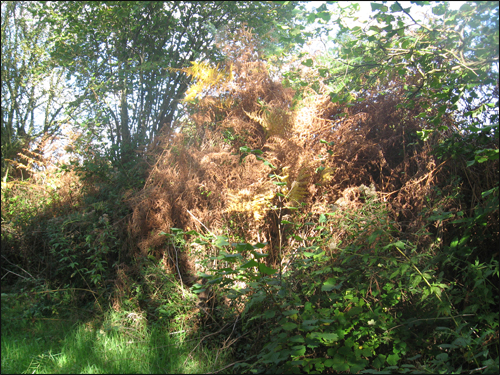 fougeres-en-automne