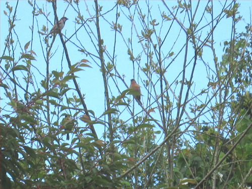 les-oiseaux-du-jardin