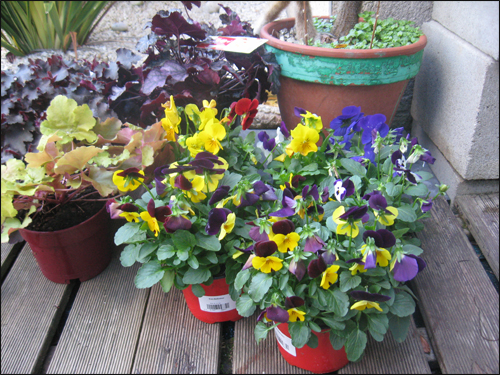 pensées variées à petites fleurs