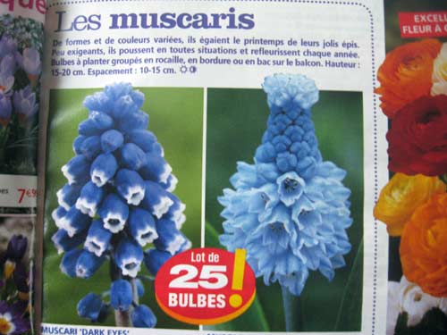 nouveaux-muscaris-willemse