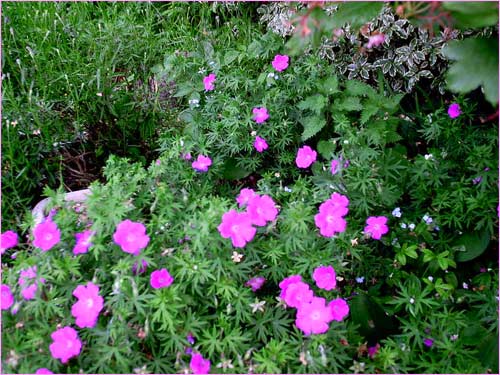 parterre-de-geraniums