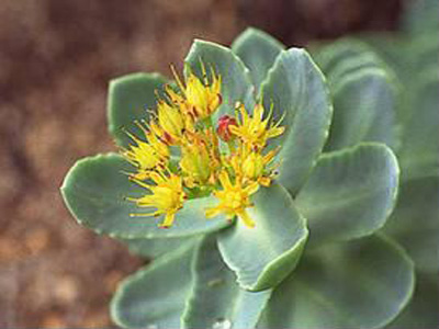 rhodiola_rosea