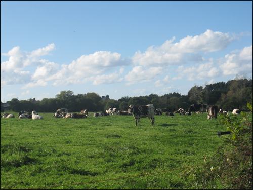 troupeau-de-vaches