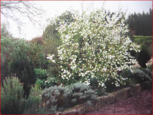 exochorda