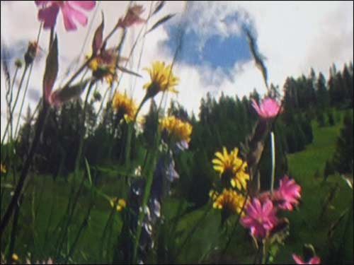 fleurs-des-montagnes