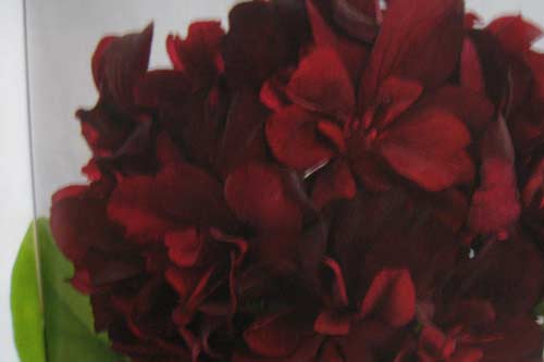 pelargonium-costa-dorada-burgundy