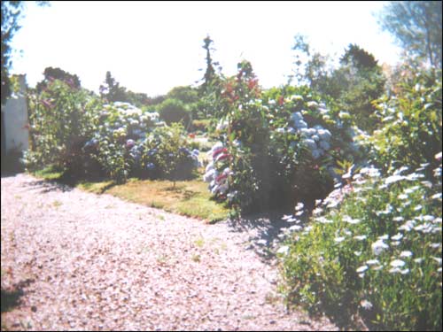 hortensias