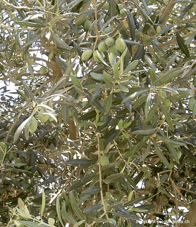 l 'olivier