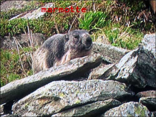 marmotte