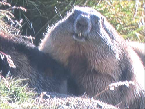 marmotte