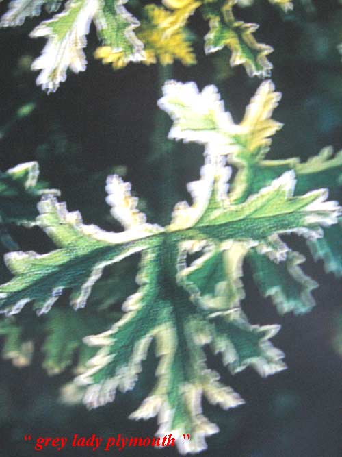 pelargonium-grey-lady-plymouth