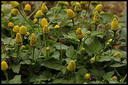 spilanthes-cresson-de-para